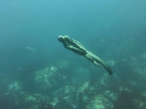 Galapagos Ecuador South America trip tour travel vacations