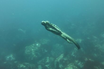Galapagos Ecuador South America trip tour travel vacations