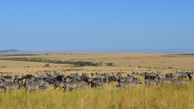Masai Mara Kenya Safari Africa trip tour travel vacations