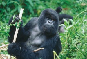 Gorilla Rwanda Africa trip tour travel vacations