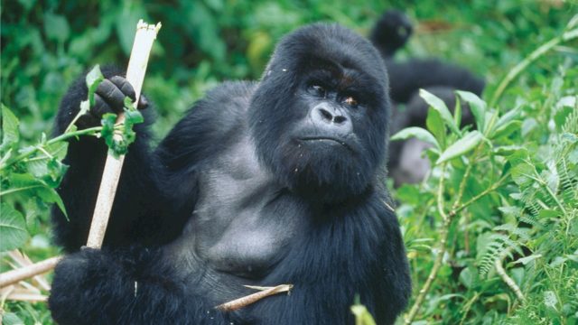 Gorilla Rwanda Africa trip tour travel vacations