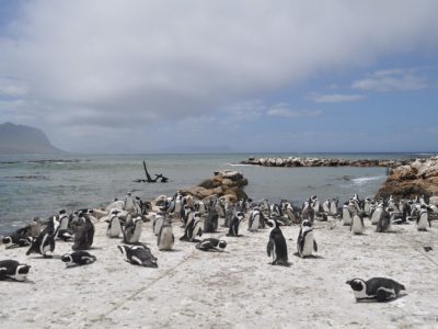 Capte Twon South Africa trip tour travel vacations