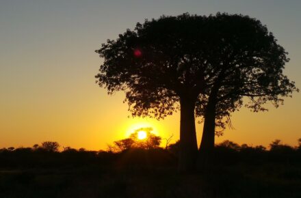 South Africa Safari trip tour travel vacations