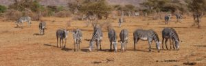 Kenya Africa trip tour travel vacation safari
