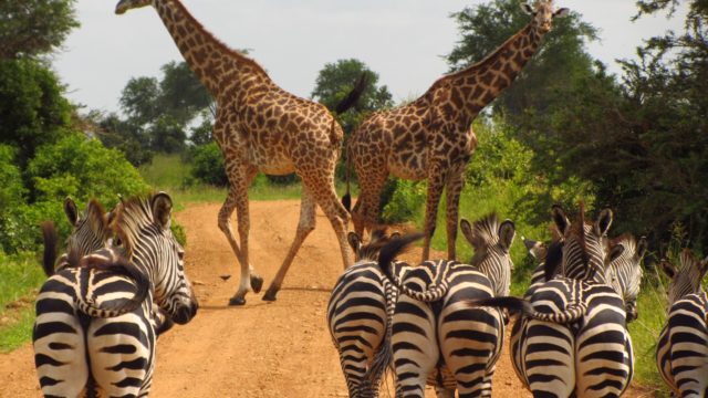 Kenya tanzania Africa Safari trip tour travel vacations