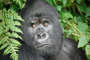 Rwanda Africa trip tour travel vacations