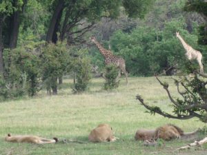 Africa,Bostwana, Safari, trip, tour, travel, vacations
