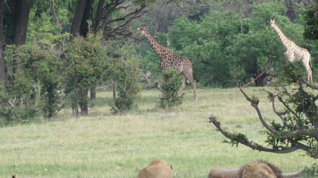 Africa,Bostwana, Safari, trip, tour, travel, vacations