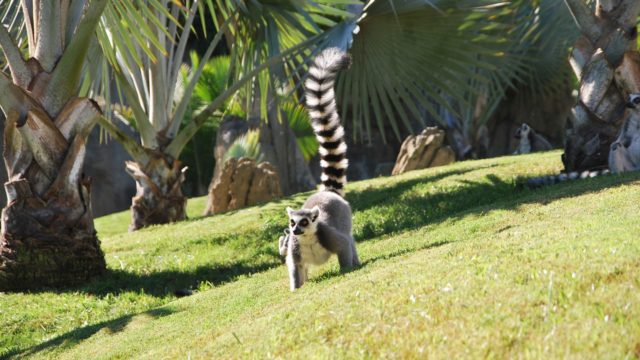 Lemur in Madagascar