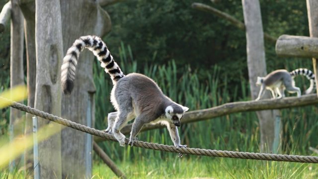 Ring Tailed Lemur in Madagascar