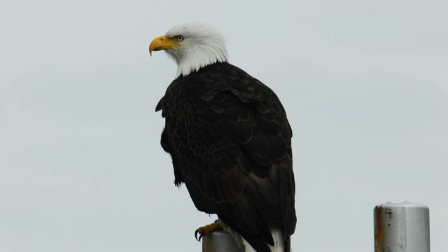 bald-eagle-750090_1280